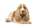 English Cocker Spaniel vor weiem Hintergrund