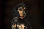 English Cocker Spaniel Portrait