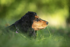 English Cocker Spaniel Portrait