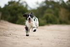 rennender English Cocker Spaniel