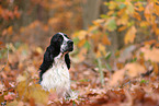 English Cocker Spaniel im Herbst