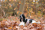 English Cocker Spaniel im Herbst