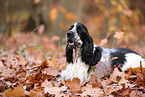 English Cocker Spaniel im Herbst