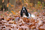 English Cocker Spaniel im Herbst