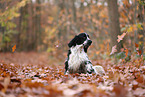 English Cocker Spaniel im Herbst