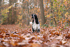 English Cocker Spaniel im Herbst