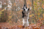 English Cocker Spaniel im Herbst