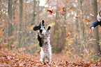 English Cocker Spaniel im Herbst