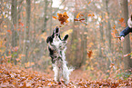 English Cocker Spaniel im Herbst