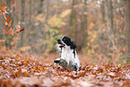 English Cocker Spaniel im Herbst