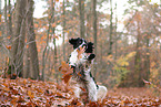 English Cocker Spaniel im Herbst