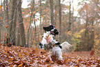 English Cocker Spaniel im Herbst