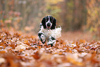 English Cocker Spaniel im Herbst