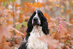 English Cocker Spaniel im Herbst