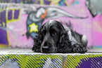 English Cocker Spaniel vor Graffitis