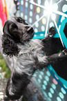 English Cocker Spaniel vor Graffitis