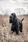 English Cocker Spaniel im Herbst