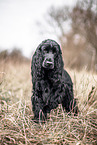 English Cocker Spaniel im Herbst