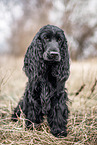 English Cocker Spaniel im Herbst