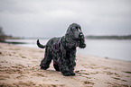 English Cocker Spaniel im Herbst