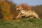 rennender English Cocker Spaniel