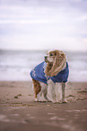 English Cocker Spaniel Rde