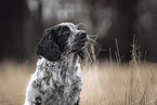 English Cocker Spaniel Welpe