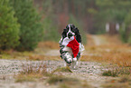 rennender English Cocker Spaniel