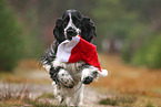 rennender English Cocker Spaniel