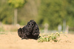 schwarzer English Cocker Spaniel