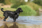 schwarzer English Cocker Spaniel