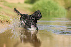 schwarzer English Cocker Spaniel