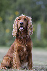 roter English Cocker Spaniel