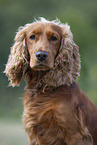 roter English Cocker Spaniel