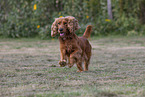 roter English Cocker Spaniel