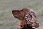 roter English Cocker Spaniel