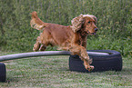 roter English Cocker Spaniel