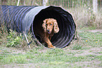 roter English Cocker Spaniel