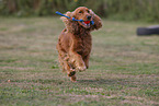 roter English Cocker Spaniel