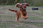 roter English Cocker Spaniel