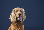 roter English Cocker Spaniel