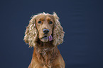 roter English Cocker Spaniel