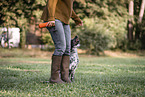 English Cocker Spaniel Hndin