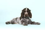 English Cocker Spaniel Welpe