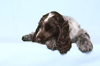 English Cocker Spaniel Welpe