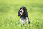 English Cocker Spaniel Hndin