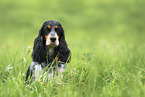 English Cocker Spaniel Hndin