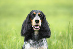 English Cocker Spaniel Hndin