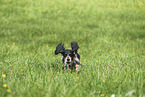 English Cocker Spaniel Hndin