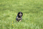 English Cocker Spaniel Hndin